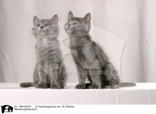 Nebelungktzchen / nebelung kitten / RR-02547