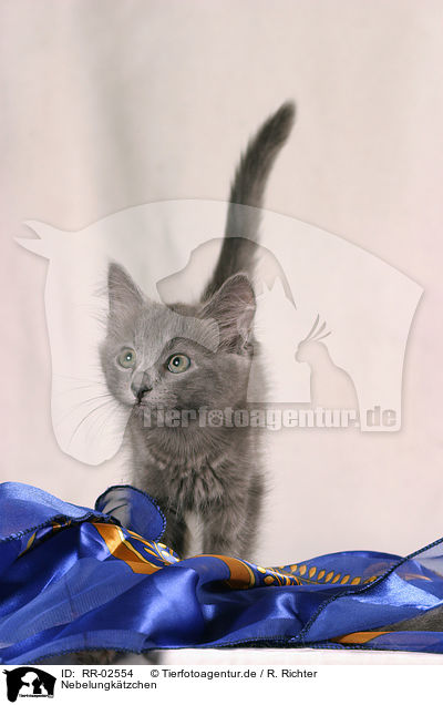 Nebelungktzchen / nebelung kitty / RR-02554