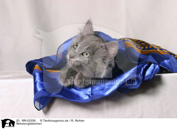 Nebelungktzchen / nebelung kitty / RR-02556