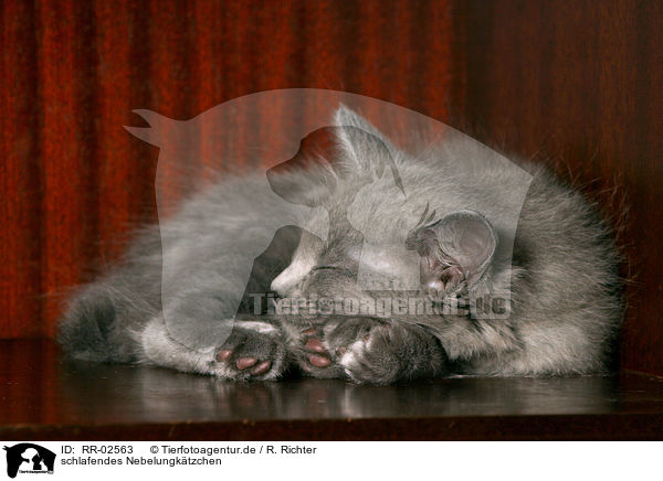schlafendes Nebelungktzchen / sleeping nebelung kitty / RR-02563