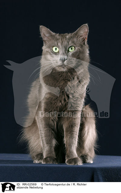 sitzende Nebelung / sitting cat / RR-02569