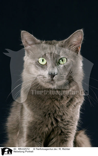 Nebelung Portrait / RR-02572