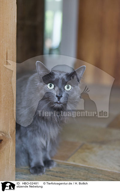 sitzende Nebelung / sitting Nebelung Cat / HBO-02481