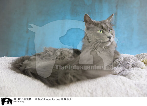 Nebelung / Nebelung Cat / HBO-06015