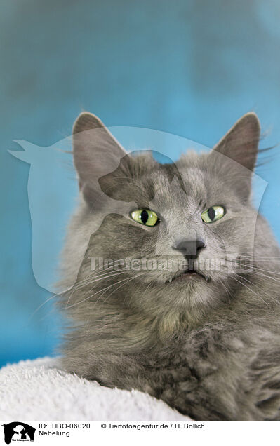 Nebelung / Nebelung Cat / HBO-06020