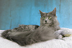 Nebelung