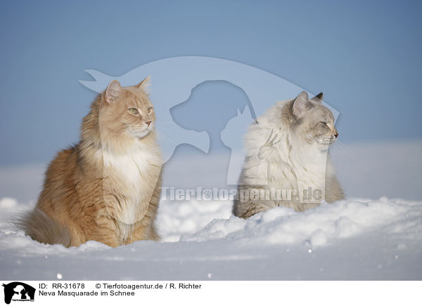 Neva Masquarade im Schnee / RR-31678