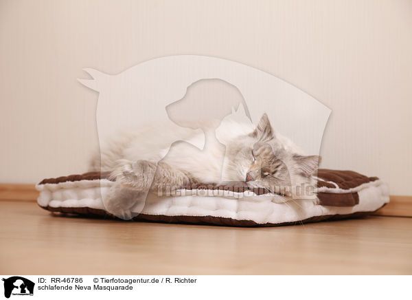 schlafende Neva Masquarade / sleeping Neva Masquarade / RR-46786