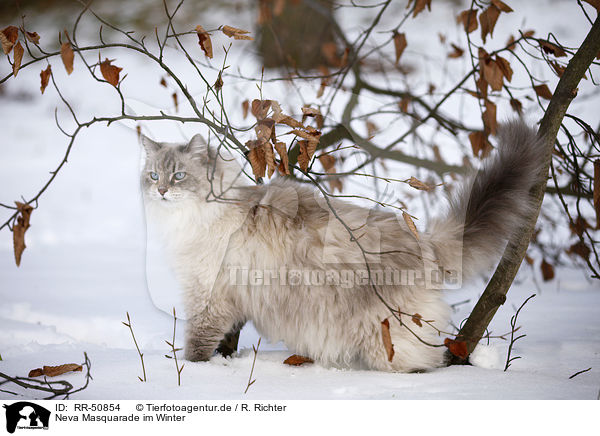 Neva Masquarade im Winter / RR-50854