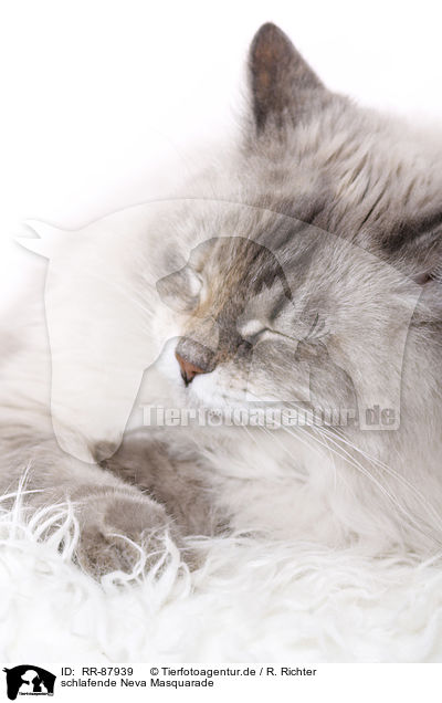 schlafende Neva Masquarade / sleeping Neva Masquarade / RR-87939