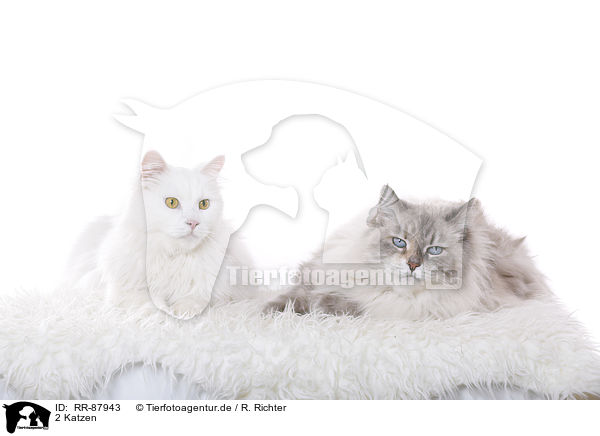 2 Katzen / RR-87943