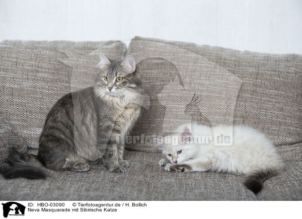 Neva Masquarade mit Sibirische Katze / HBO-03090
