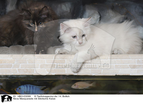 Neva Masquarade mit Sibirische Katze / Neva Masquarade with Siberian Cat / HBO-03099