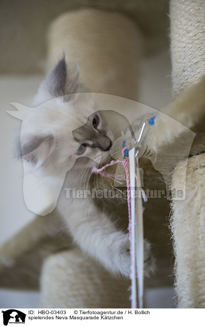 spielendes Neva Masquarade Ktzchen / playing Neva Masquarade Kitten / HBO-03403