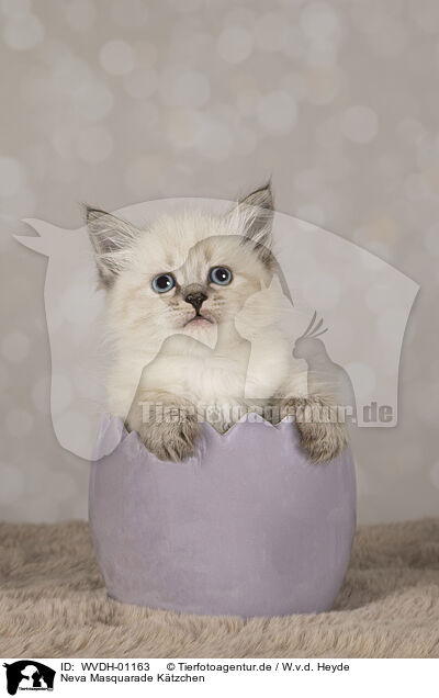 Neva Masquarade Ktzchen / Neva Masquarade kitten / WVDH-01163