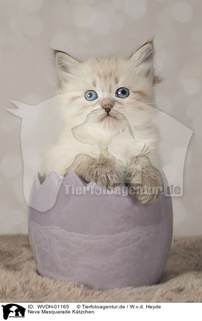 Neva Masquarade Ktzchen / Neva Masquarade kitten / WVDH-01165