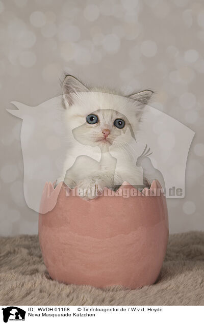 Neva Masquarade Ktzchen / Neva Masquarade kitten / WVDH-01168
