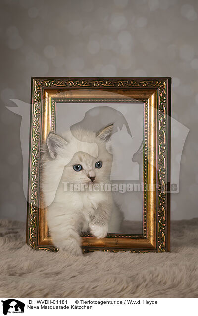 Neva Masquarade Ktzchen / Neva Masquarade kitten / WVDH-01181