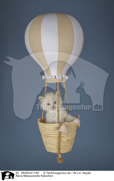Neva Masquarade Ktzchen / WVDH-01195