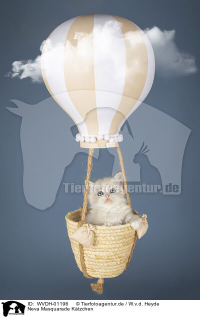 Neva Masquarade Ktzchen / Neva Masquarade kitten / WVDH-01196