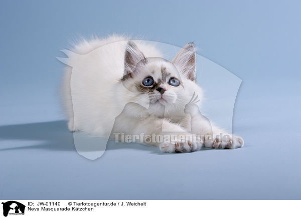 Neva Masquarade Ktzchen / Neva Masquarade Kitten / JW-01140