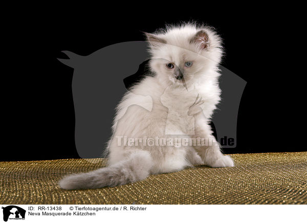 Neva Masquerade Ktzchen / kitten / RR-13438