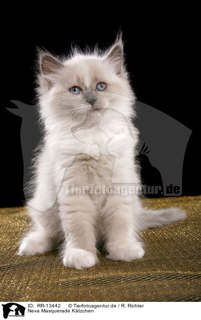 Neva Masquerade Ktzchen / kitten / RR-13442