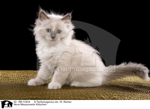 Neva Masquerade Ktzchen / kitten / RR-13444