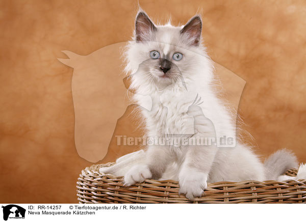 Neva Masquerade Ktzchen / Neva Masquerade Kitten / RR-14257