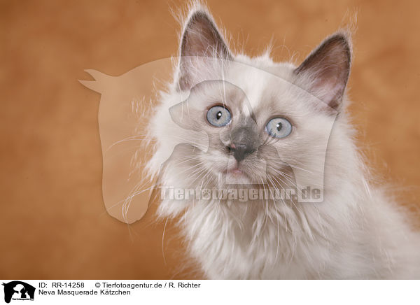 Neva Masquerade Ktzchen / Neva Masquerade Kitten / RR-14258