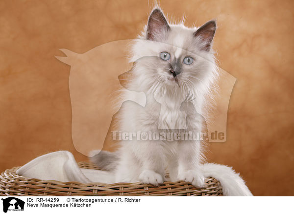 Neva Masquerade Ktzchen / Neva Masquerade Kitten / RR-14259
