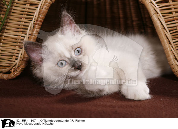 Neva Masquerade Ktzchen / Neva Masquerade Kitten / RR-14307