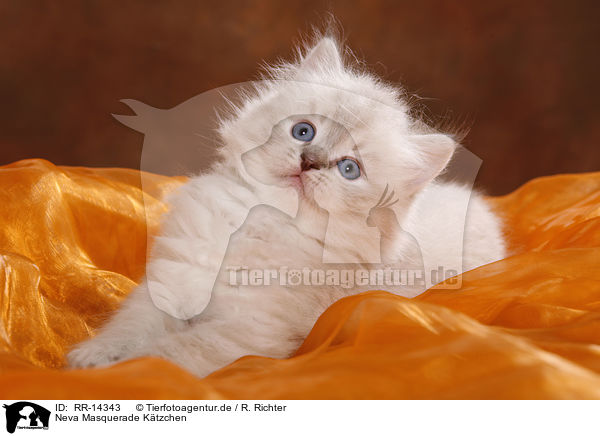 Neva Masquerade Ktzchen / Neva Masquerade Kitten / RR-14343