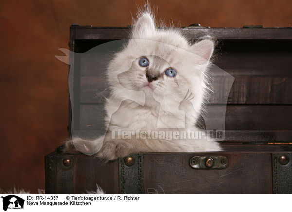 Neva Masquerade K�tzchen / Neva Masquerade Kitten / RR-14357