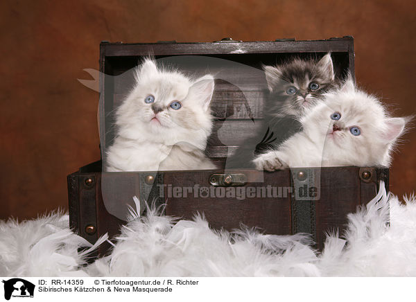 Sibirisches Ktzchen & Neva Masquerade / Siberian Kitten & Neva Masquerade Kitten / RR-14359