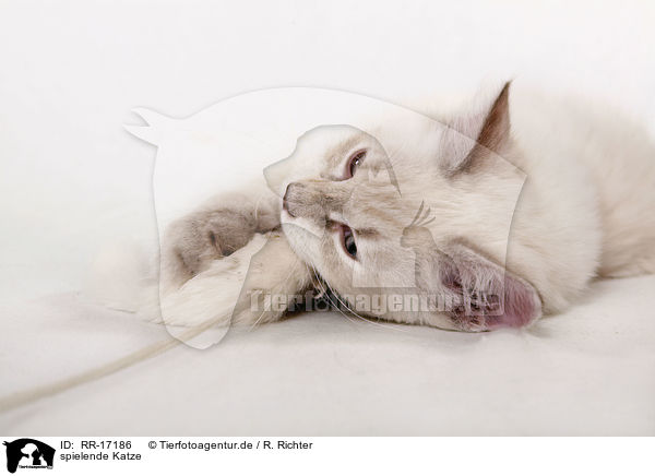 spielende Katze / playing cat / RR-17186