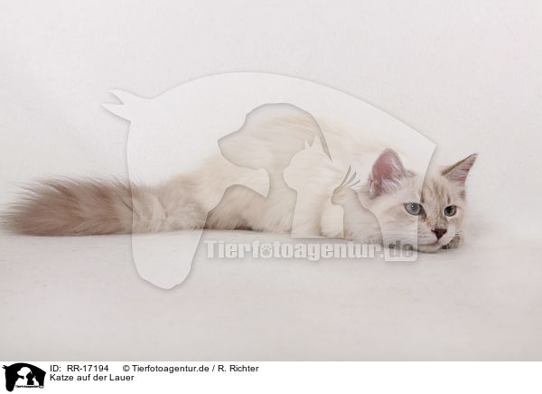 Katze auf der Lauer / RR-17194