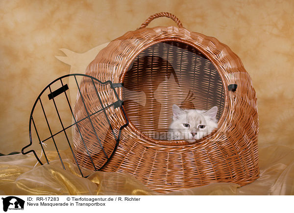 Neva Masquerade in Transportbox / Neva Masquerade in Kennel / RR-17283