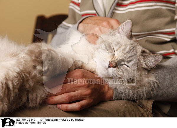 Katze auf dem Scho / cat on lap / RR-26143