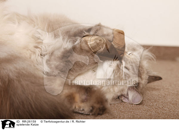 spielende Katze / RR-26159