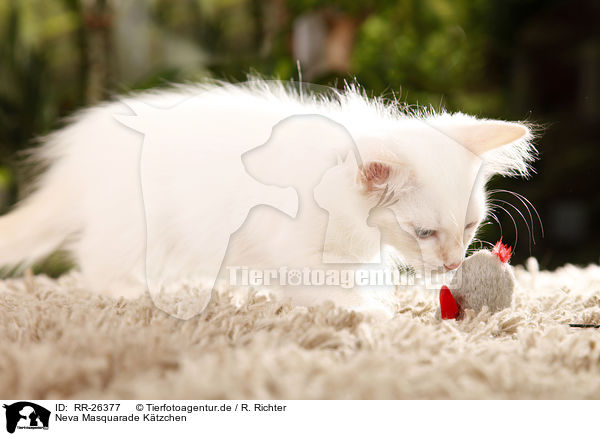 Neva Masquarade Ktzchen / Neva Masquarade kitten / RR-26377
