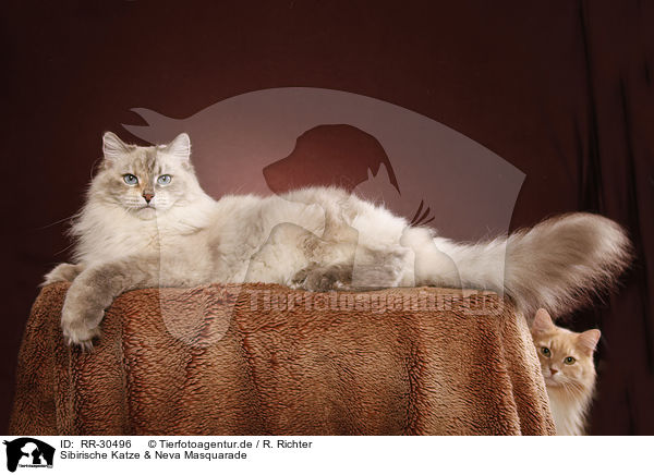 Sibirische Katze & Neva Masquarade / RR-30496
