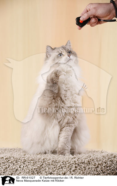 Neva Masquerade Katze mit Klicker / RR-61027