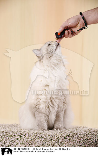 Neva Masquerade Katze mit Klicker / RR-61028