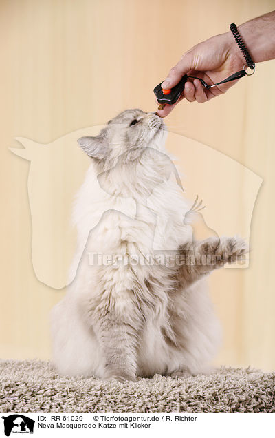 Neva Masquerade Katze mit Klicker / Neva Masquerade Cat with clicker / RR-61029