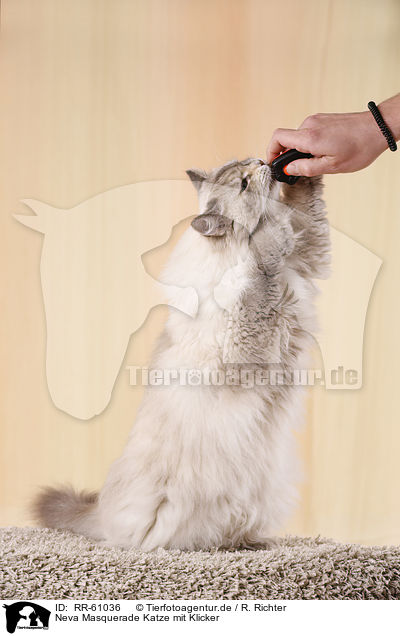 Neva Masquerade Katze mit Klicker / RR-61036