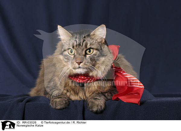 Norwegische Katze / Norwegian Forest Cat / RR-03026