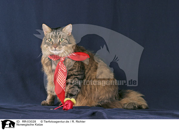 Norwegische Katze / Norwegian Forest Cat / RR-03028