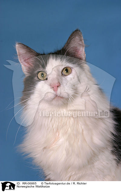 Norwegische Waldkatze / norwegian forest cat / RR-06865