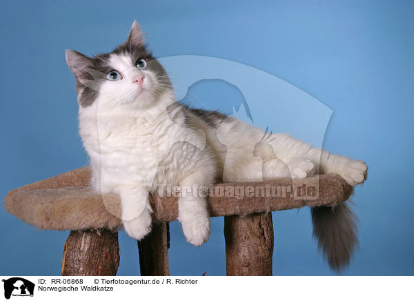 Norwegische Waldkatze / norwegian forest cat / RR-06868